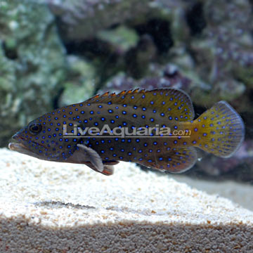 Blue Dot Grouper 