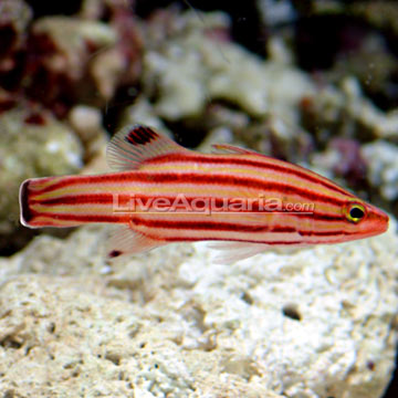 Swissguard Basslet