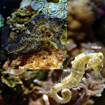 Reidi Seahorse, Captive-Bred