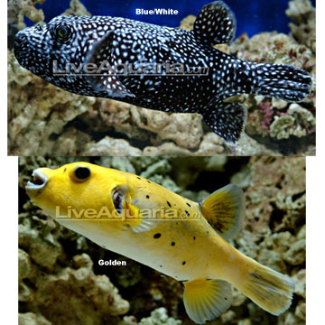 Arothron Puffer