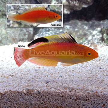 Nahacky's Fairy Wrasse