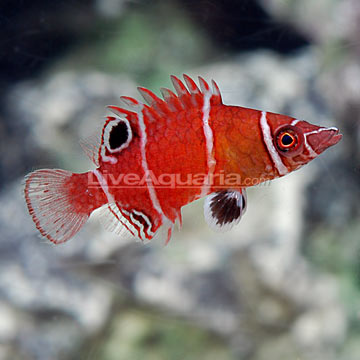 Tanaka's Pygmy Wrasse