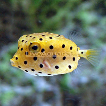 Cubicus Boxfish EXPERT ONLY