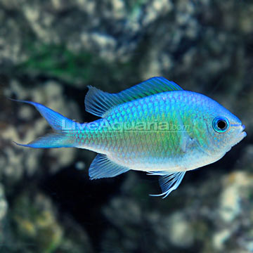 Black Axil Chromis