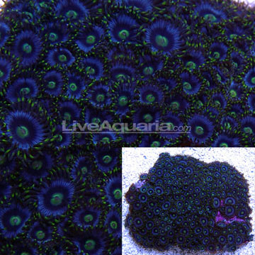 Colony Polyp, Purple Dragon