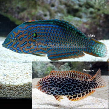 Leopard Wrasse EXPERT ONLY