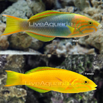 Banana Wrasse