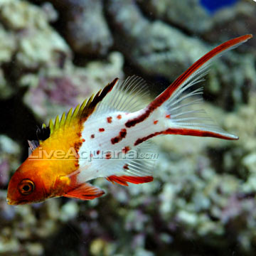 Lyretail Hogfish 