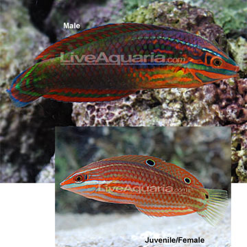 Red-Lined Wrasse
