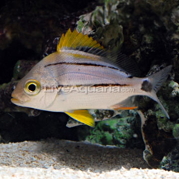 Porkfish, Captive-Bred