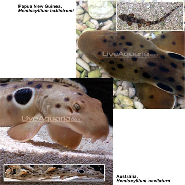 Australian Epaulette Shark EXPERT ONLY