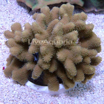 Porites Coral, Yellow