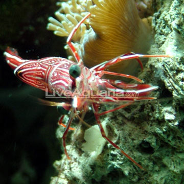 Camel Shrimp Group