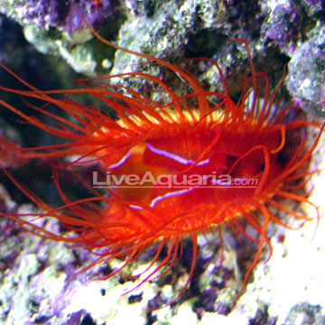 Electric Flame Scallop EXPERT ONLY