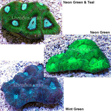 Goniastrea Coral - Aquacultured