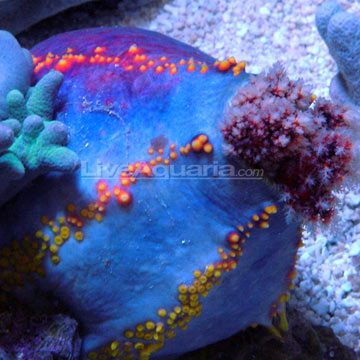 Sea Apple