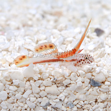 Griessingei Goby