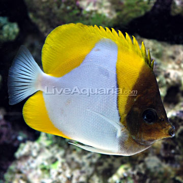 Yellow Pyramid Butterflyfish