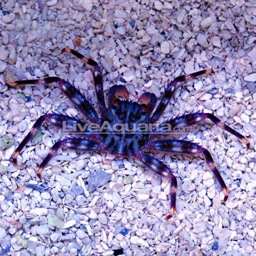 Sally Lightfoot Crab