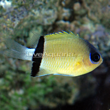 Black Bar Chromis