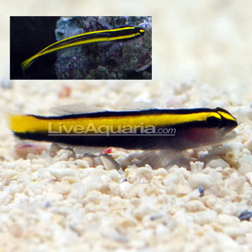 Golden Neon Goby