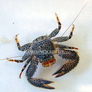 Porcelain Crab
