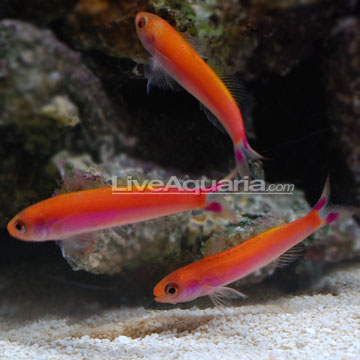 Slender Whitleyi Anthias