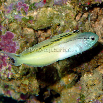 Black-Lined Blenny, Captive-Bred