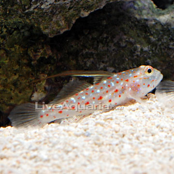 گوبی تانگارو ( tangaroa goby )   