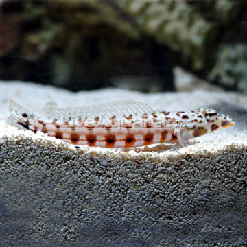 Sandhopper Blenny