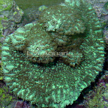 Encrusting Horn Coral