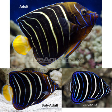 Chrysurus Angelfish