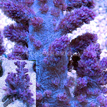 Red Tip Tree Coral