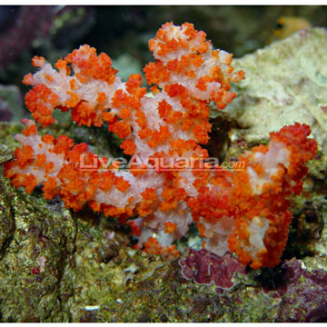 Carnation Tree Coral