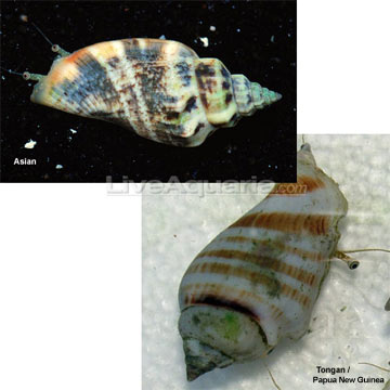 Fighting Conch