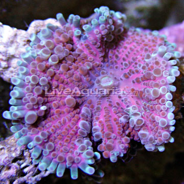 Pacific Flower/Ricordea Mushroom, Purple