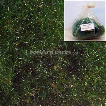 Chaetomorpha Algae, Aquacultured