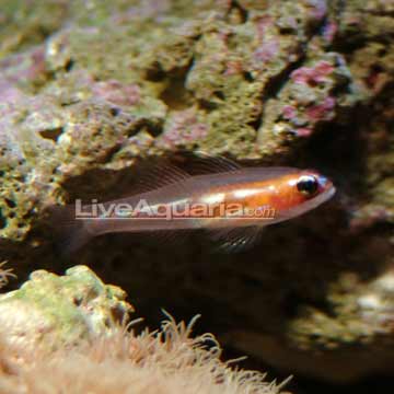 Masked Goby