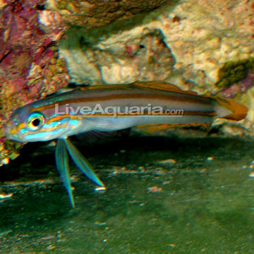 Lined Dartfish