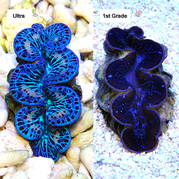Maxima Clam Blue/Turquoise, Aquacultured