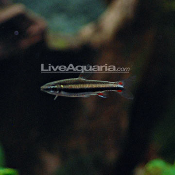 Assorted Pencilfish EXPERT ONLY Assorted Pencilfish EXPERT ONLY