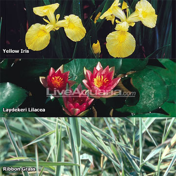 Container Garden Hardy Zones 4-11