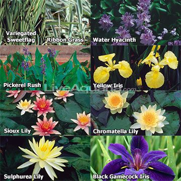 8ft x 10ft Hardy with Partial Shade Pack