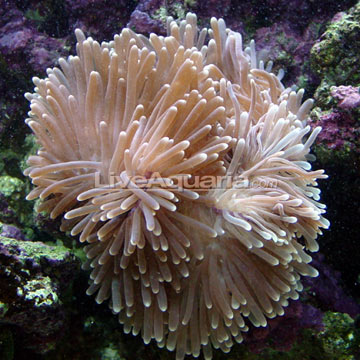 Ritteri Anemone EXPERT ONLY
