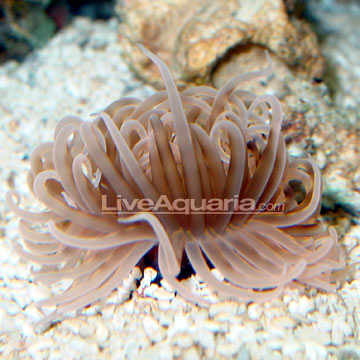 Tube Anemone