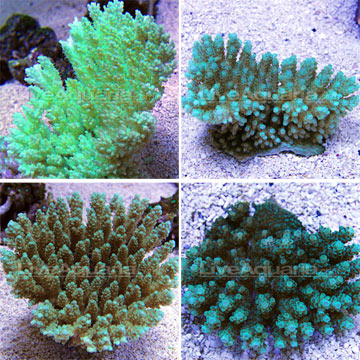 Tabling Acropora Coral, Green