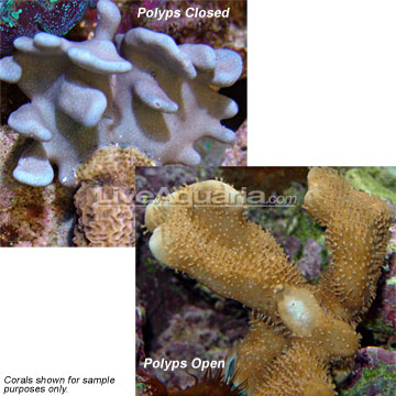 Blue Ridge Coral