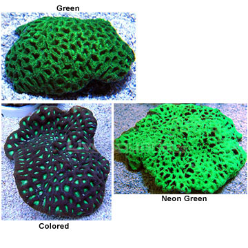 Brain Coral, Favites