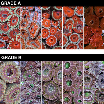 Lordhowensis Coral, Aquacultured USA