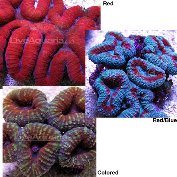 Brain Coral, Lobophyllia